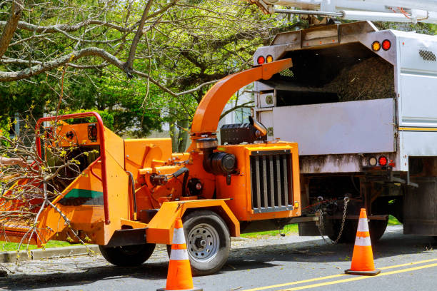 How Our Tree Care Process Works  in  Central City, PA